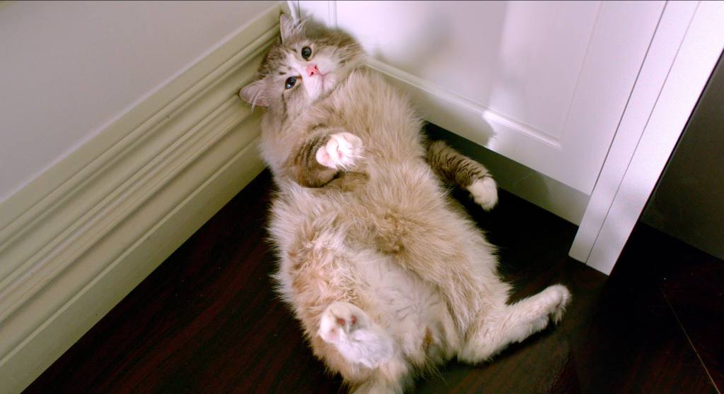 Casting talented cats as Mr. Fuzzypants in ‘Nine&nbsp;Lives’