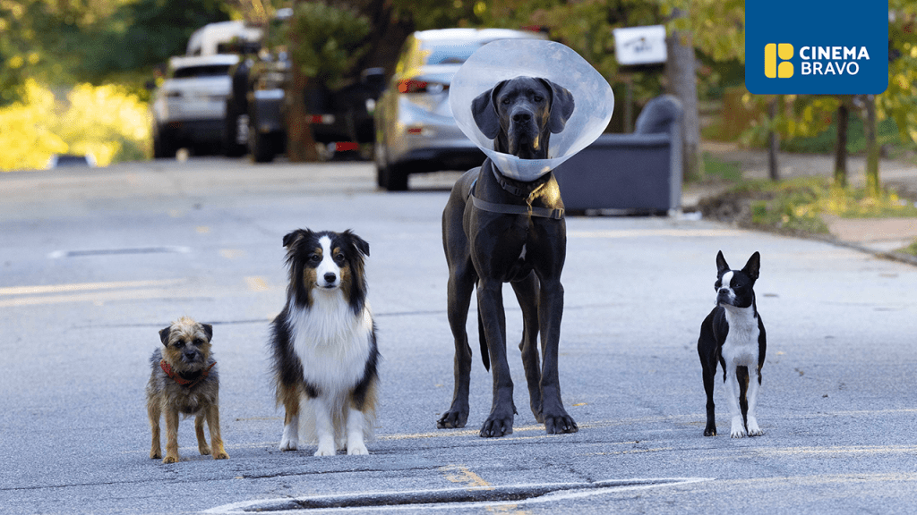 Will Ferrell, Jamie Fox lead powerhouse comedic cast of R-rated dog film ‘Strays’